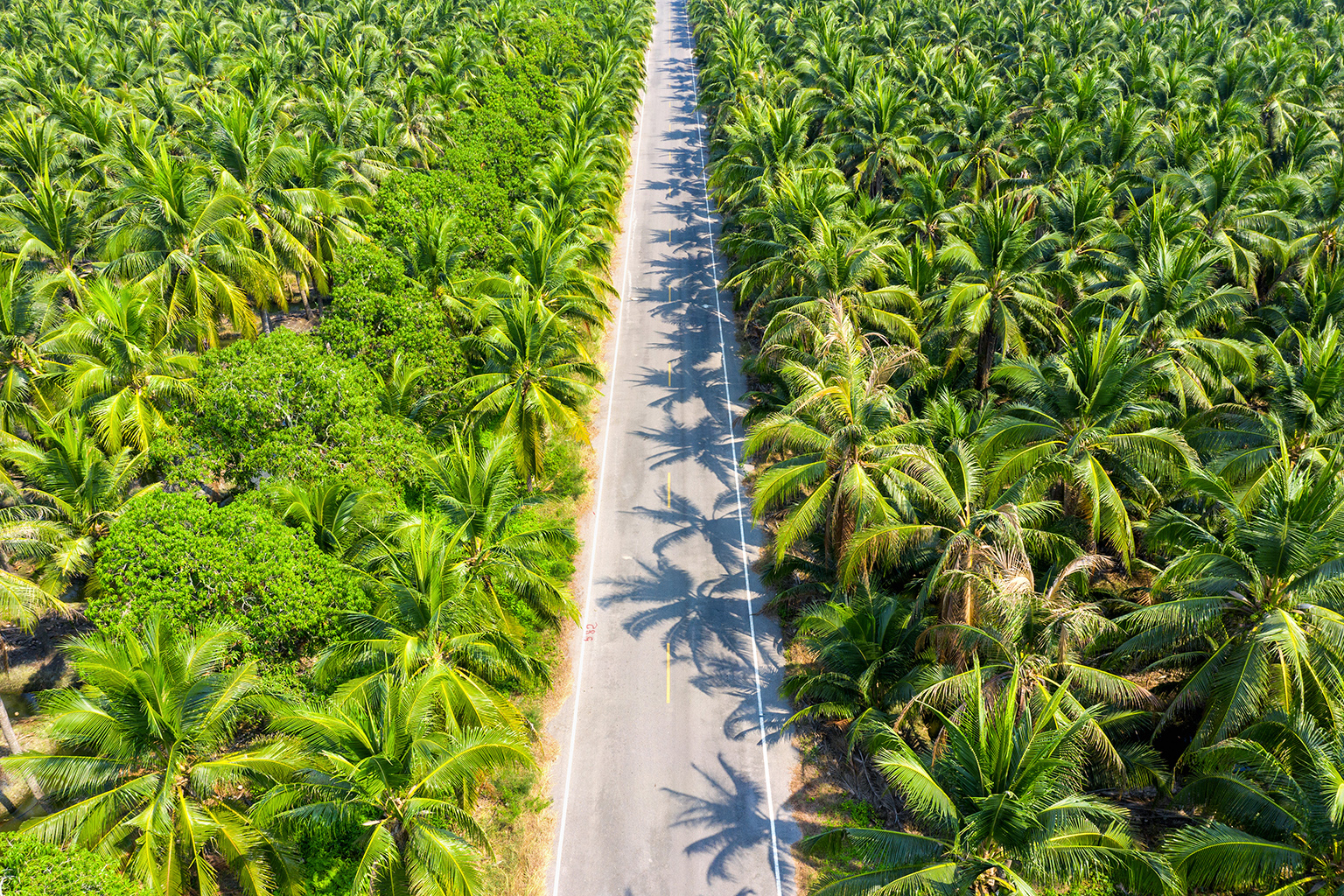 Sarawak Oil Palms Berhad